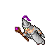 Arcane Female